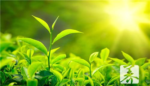 ​怎样用紫砂壶泡茶好？