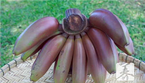 早泻吃什么食物能治疗
