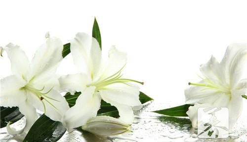 百合花药用价值你知道多少？