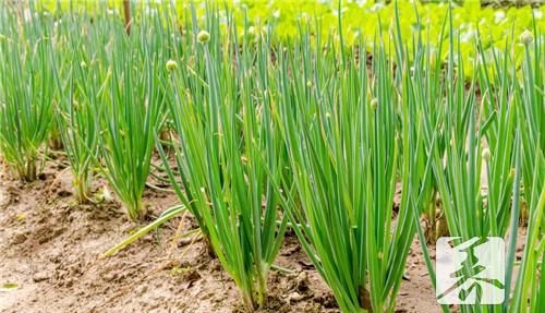 韭菜籽怎样吃？5种吃法治肾虚