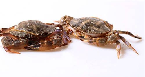怀孕可以吃石蟹吗？怀孕吃什么比较好