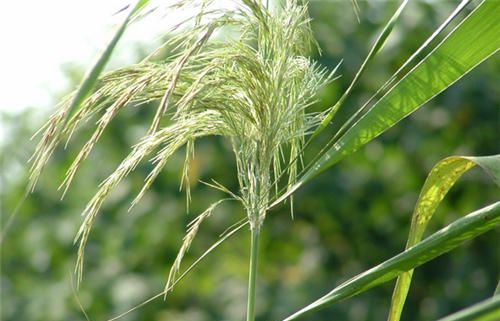怀孕可以吃芦根吗？怀孕吃什么比较好