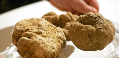 怀孕可以吃白松露菌吗？怀孕吃什么比较好