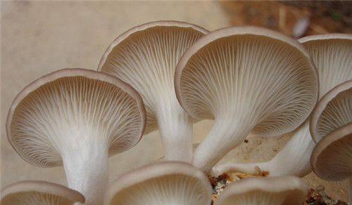 怀孕可以吃秀珍菇吗？怀孕吃什么比较好
