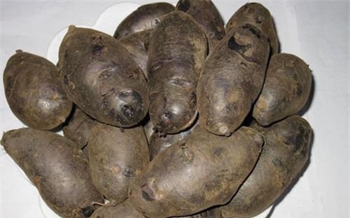 怀孕可以吃黑土豆吗？怀孕吃什么比较好