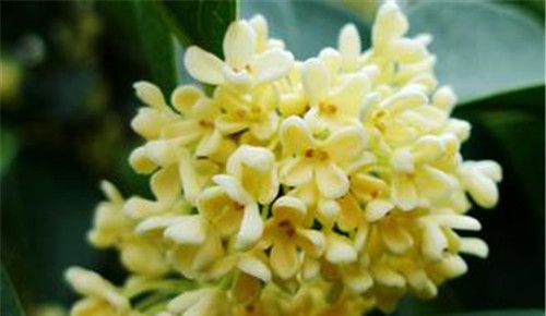怀孕可以吃桂花吗？怀孕吃什么比较好