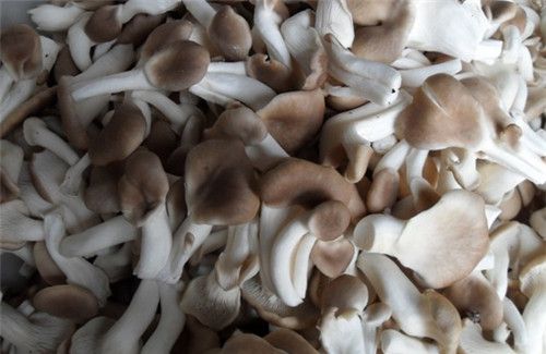 怀孕可以吃袖珍菇吗？怀孕吃什么比较好