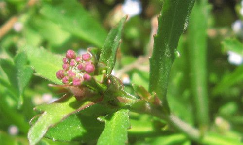 怀孕可以吃独行菜吗？怀孕吃什么比较好