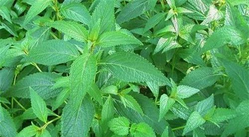 怀孕可以吃鸡骨草吗？怀孕吃什么比较好