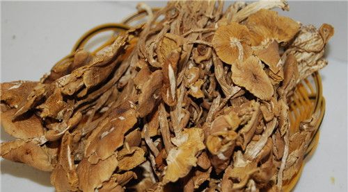 怀孕可以吃茶树菇吗？怀孕吃什么比较好