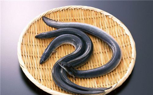 怀孕可以吃鳗鱼吗？怀孕吃什么比较好