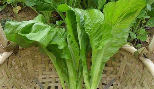 怀孕可以吃芥菜吗？怀孕吃什么比较好