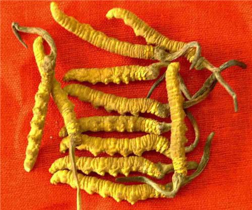 怀孕可以吃冬虫夏草吗？怀孕吃什么比较好