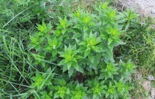 野生菜苦荬菜的吃法_养生吃法与做法