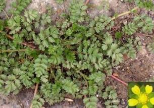 野生菜荠苨的吃法_养生吃法与做法