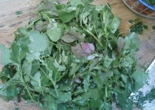 野生菜歪头菜的吃法_养生吃法与做法