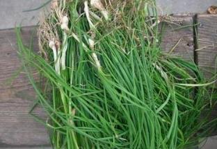 野生菜蜇麻菜的吃法_养生吃法与做法