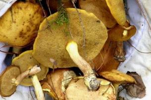 野生菜鸡油菌的吃法_养生吃法与做法