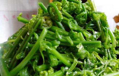 蕨菜的食疗功效和作用_蕨菜的养生保健食谱