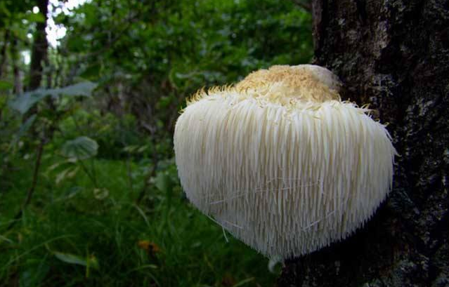猴头菇的性味归经与作用功效禁忌_营养价值与成分药理