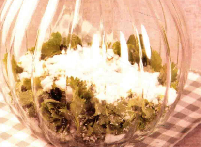 香草综合酵素的制作方法、作用与功效
