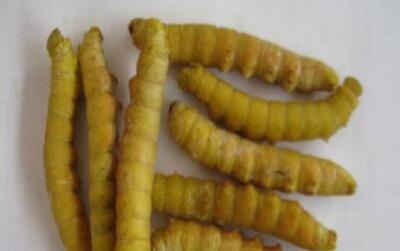 豆丹的功效与作用禁忌_豆丹禁忌人群与注意事项