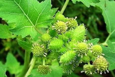 苍耳草的现代药理与作用功效_苍耳草可以治疗哪些疾病