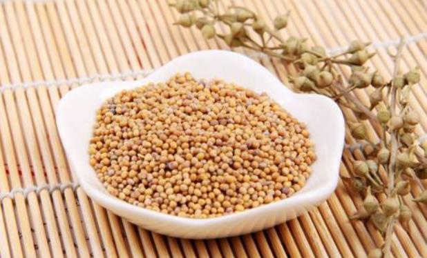 白芥子的现代药理与作用功效_白芥子可以治疗哪些疾病