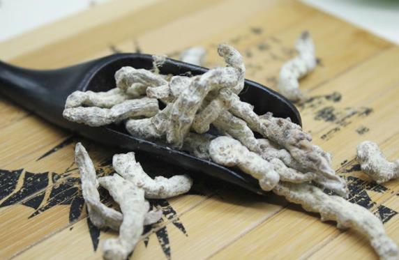 白僵蚕的现代药理与作用功效_白僵蚕可以治疗哪些疾病