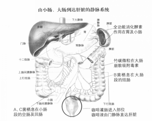 咖啡灌肠会伤害肠内的黏膜吗?