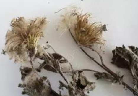 孙敏重用小蓟治肾癌尿血经验医案