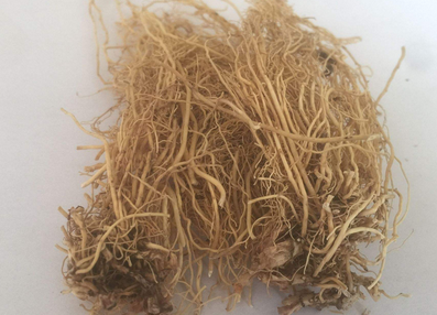 细辛泡水喝有什么功效作用?用量、好处 味道治阳痿吗?
