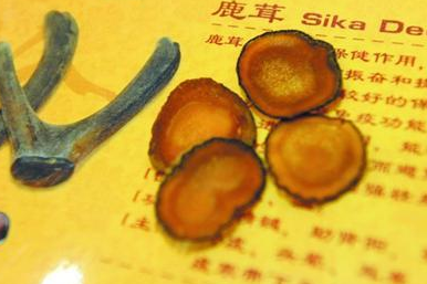 鹿茸可以健脑益智吗?鹿茸健脑益智的吃法与配方