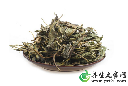 霜桑叶茶明目效果好！桑叶明目、治老眼昏花的偏方